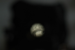 DSC_3295.JPG