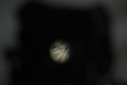 DSC_3303.JPG